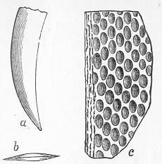 Fig. 48