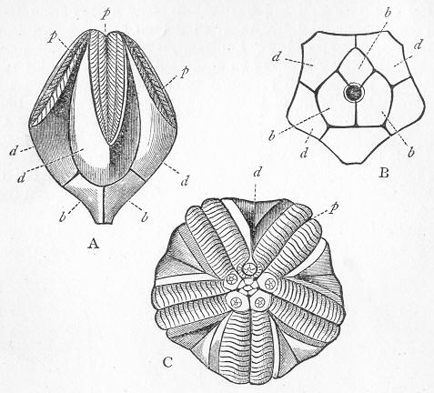 Fig. 118