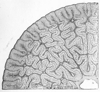 Fig. 149