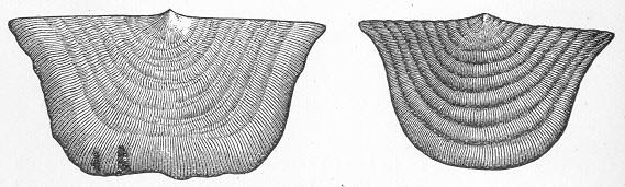 Fig. 98