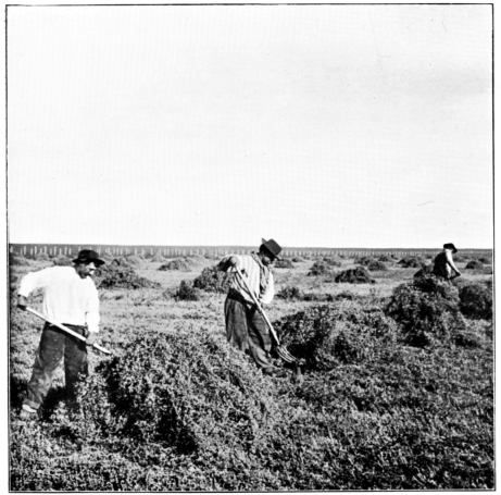 Expanse of Alfalfa.