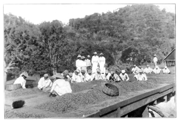 Cacao Drying in the Sun, Maracas, Trinidad.