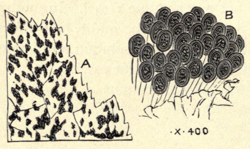 [Illustration: Fungus of Senecio Disease]