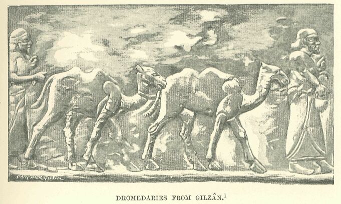 101.jpg Dromedaries from Gilzan 