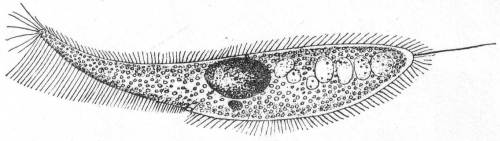 Lembus infusionum