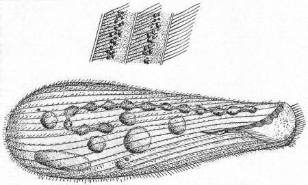 Condylostoma patens