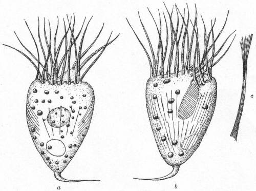 Strombidium caudatum