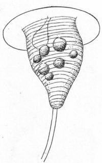 Vorticella marina