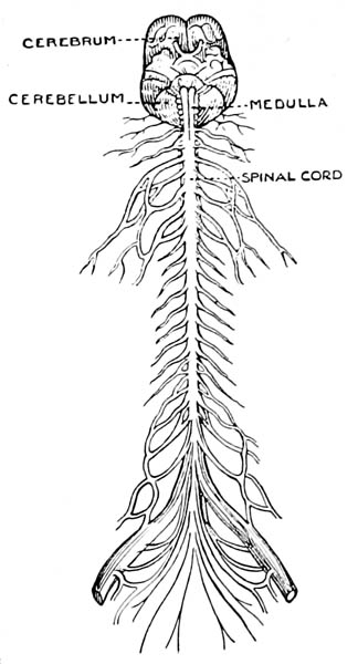 Brain and Spinal Cord