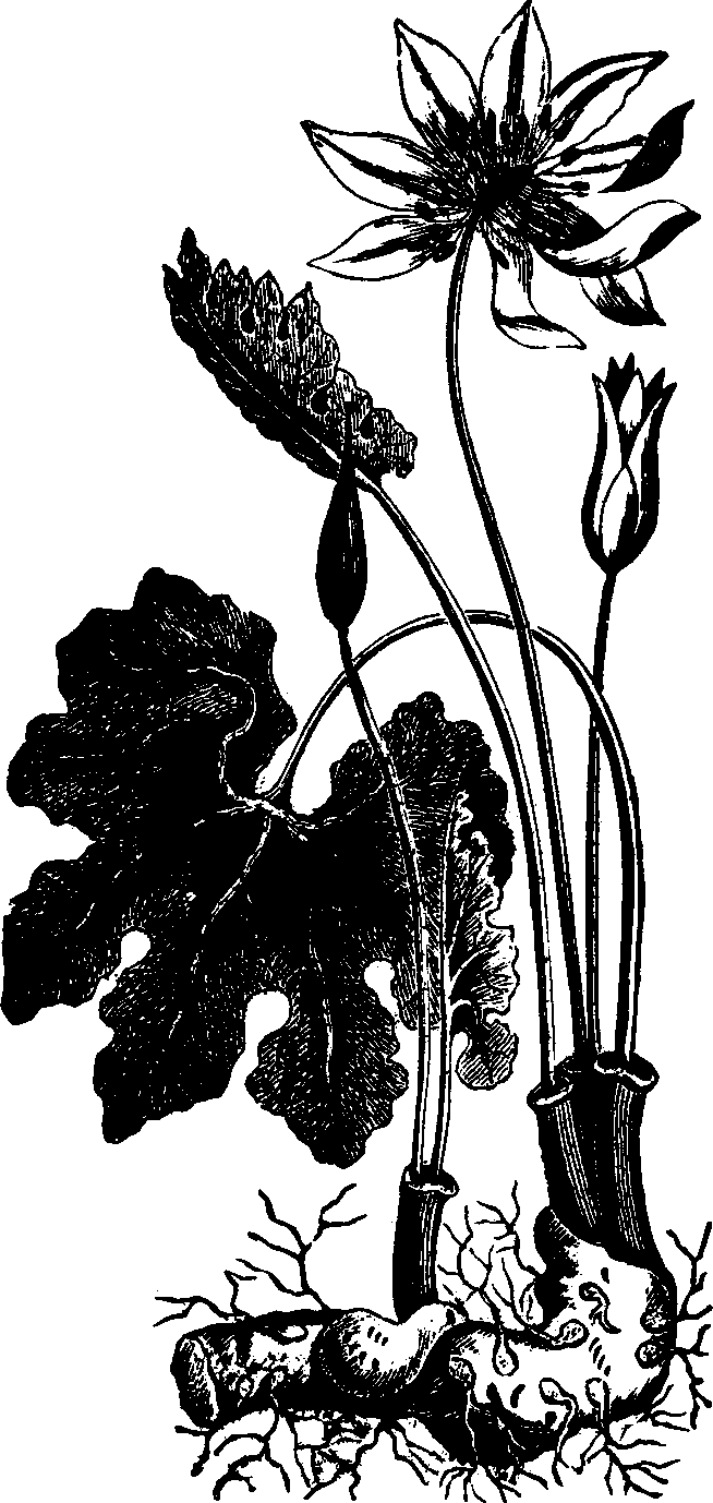 Illustration:
Fig. 115. Blood-root. 