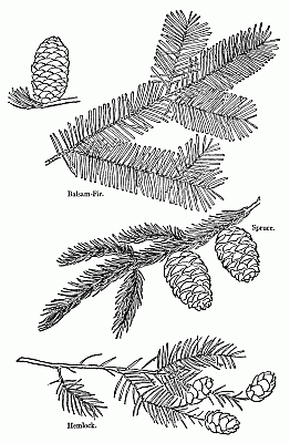 Balsam-Fir. Spruce. Hemlock.