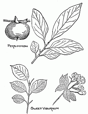 Fruits found principally in the south and the middle west.