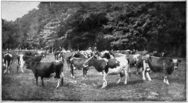 IN THE PASTURE