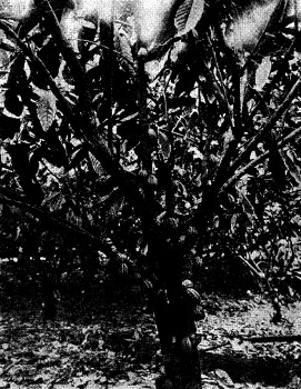 CACAO TREE, WITH PODS AND LEAVES.