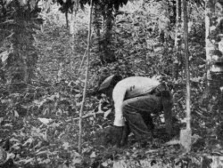 PLANTING CACAO, TRINIDAD, FROM YOUNG
SEEDLINGS IN BAMBOO POTS.