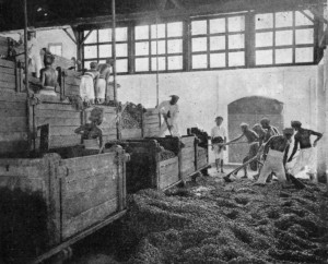 FERMENTING BOXES, JAVA.
From the last box the beans are shovelled into the washing basin.
(Reproduced from van Hall's _Cocoa_, by permission of Messrs. Macmillan & Co.)