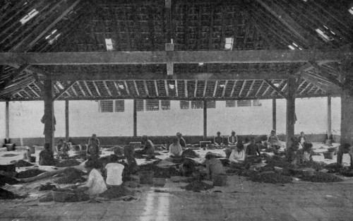 SORTING CACAO BEANS IN JAVA.
(Reproduced from van Hall's _Cocoa_, by permission of Messrs. Macmillan & Co.).