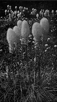 Bear-grass