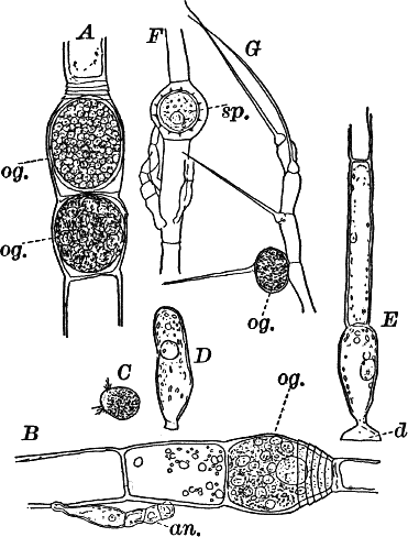 Fig. 16.