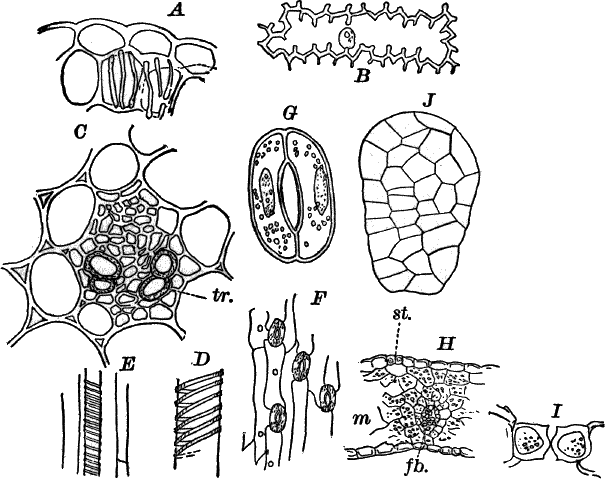 Fig. 82.