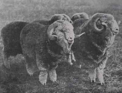 MERINO RAMS