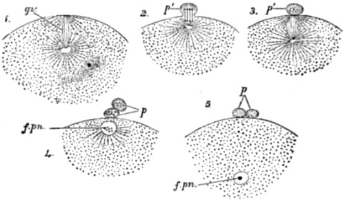 Polar bodies in
the ovum of a star-fish.