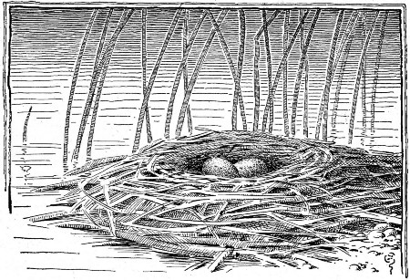 Two babies, not yet out of their eggshells, hidden among
the rushes.