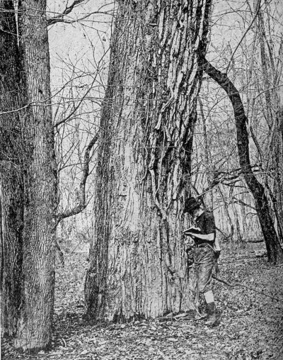 A Large Cottonwood