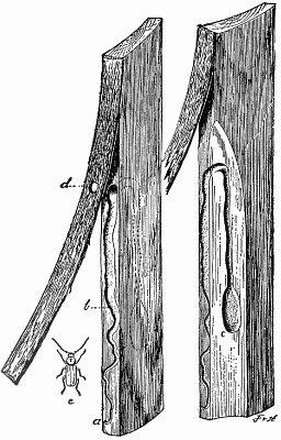 Work of Round-headed Borers