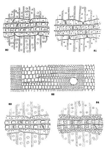 PLATE VII. THE WOOD