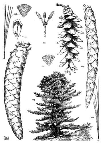 PLATE XII. P. MONTICOLA (117, 118), STROBUS (119-123)