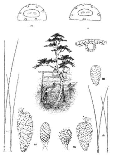 PLATE XX. P. MASSONIANA (176-178), DENSIFLORA (179-181)