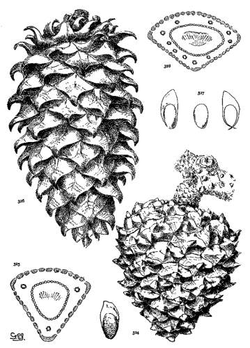 PLATE XXXVIII. P. TORREYANA (324, 325), SABINIANA
(326-328)