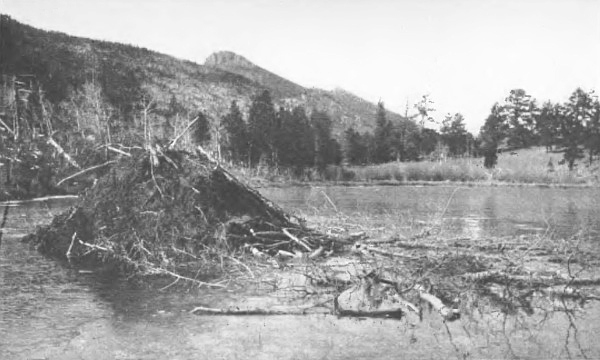 A BEAVER-HOUSE:
Supply of winter food piled on the right