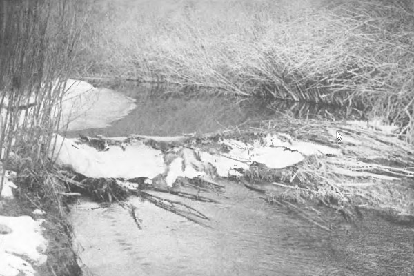 A BEAVER-DAM IN WINTER