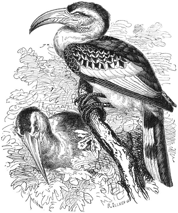 Tok (Rhynchaceros erythrorhynchus). ⅖ v. d. ware grootte.