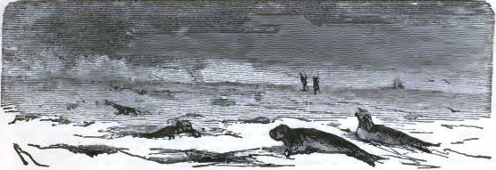 Seals on the ice