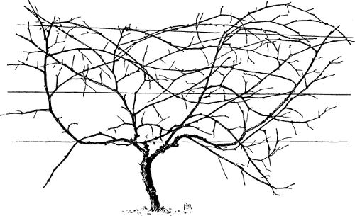 Fig. 16. Chautauqua training; vine ready to prune.