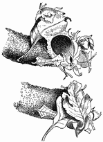 Two views of the burrow's end -- one open, one covered with leaves.