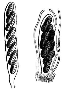 Fig. 77.