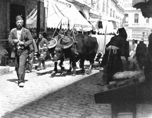 A TEAM OF GREAT HORNED OXEN.