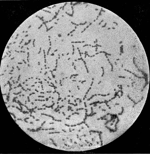 Streptococcus lacticus (Grotenfeldt) Growing on Lactose-Agar, Stained by Gram's Method