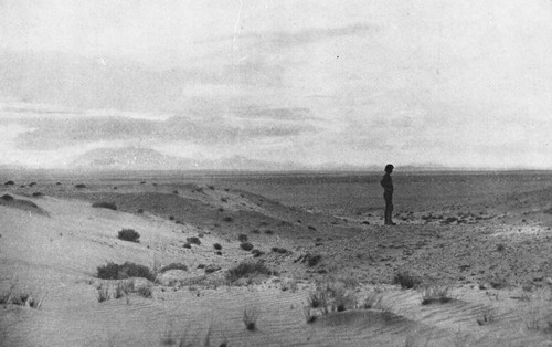 In this lonely Arizona desert the wind drifts the sand
into dunes, just as it does on the toe of Cape Cod