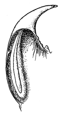 15. Mandible of
Scolopendra
cingulata
showing
venom
gland. After
Dubosq.