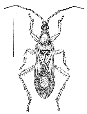 22. Rasahus biguttatus. (2). After Howard.