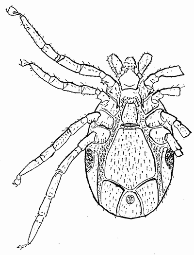 49. Ixodes ricinus; male, ventral aspect. After
Braun and Luehe.