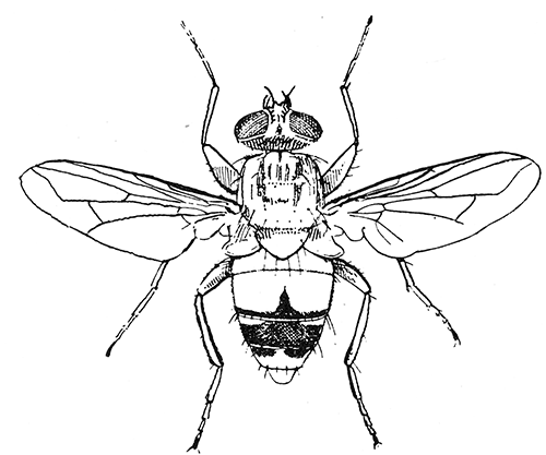 86. Auchmeromyia luteola (4). After Graham-Smith.