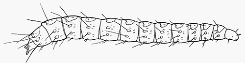 91. Larva of Xenopsylla cheopis. After Bacot and Ridewood.