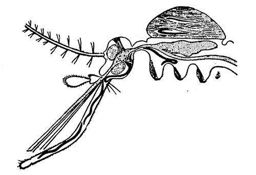 120. Filaria in the muscles and labium of Culex. After Blanchard.