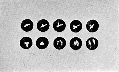 138. Babesia bovis in blood corpuscles.
After Calli.